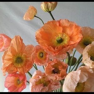 Meet your Posher, Lilly